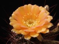 Thumbnail of 1669_Lobivia spec._20130510(1).JPG